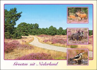 postcard groeten uit Nederland