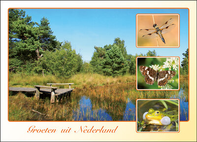 postcard groeten uit Nederland