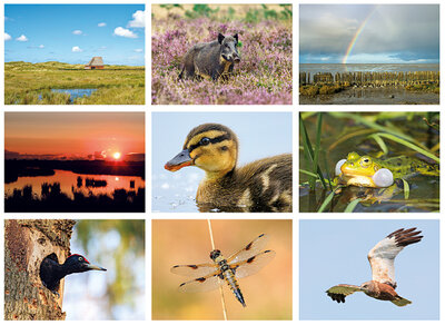 Nature postcards