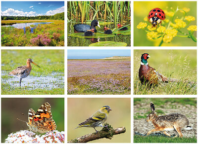 Nature postcard set -  9 postcards with Nature motif 