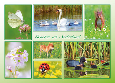 postcard groeten uit Nederland spring