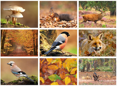Nature postcards