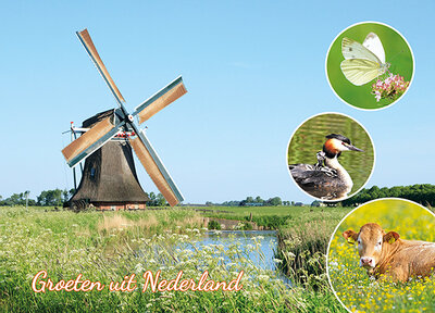 postcard groeten uit Nederland