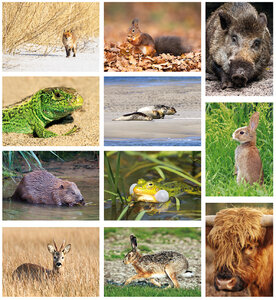 Postcard set animals - 11 postcards with animal motif