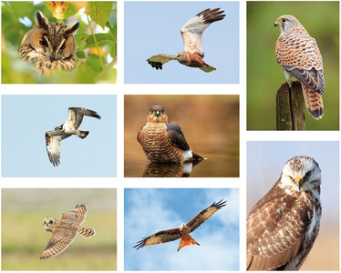 Postcard set raptors - 7 postcards with raptor motif