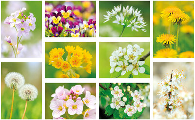 Flower postcards 