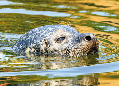Seal postcard