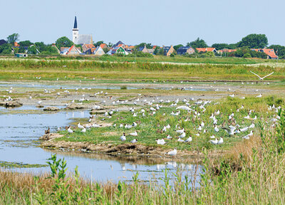 Petten on Texel postcard
