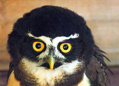 Spectacled owl postcard