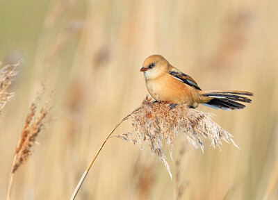 Bearded reedling postcard