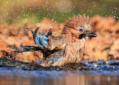Eurasian jay postcard