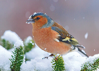 Common chaffinch postcard