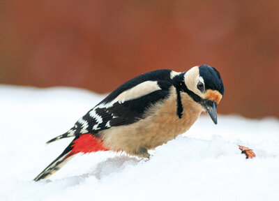 Great spotted woodpecker in the snow postcard