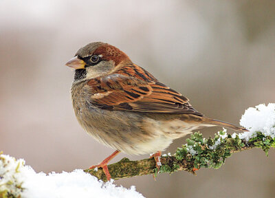 House sparrow in the snow postcard