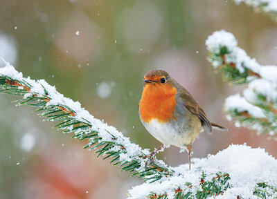 Robin postcard