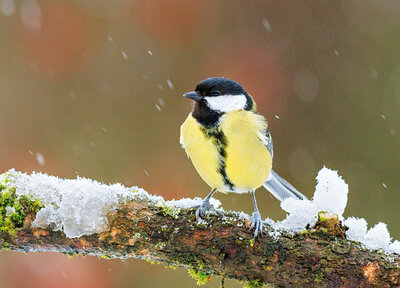 Great tit postcard 