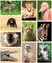 Zoo postcards