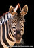 Zoo postcards