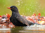 bird postcards