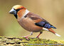 bird postcards