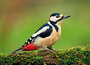 bird postcards