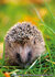 Wildlife postcards