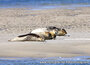 Wildlife postcards