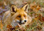 Wildlife postcards