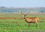 Wildlife postcards