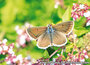 butterfly postcards
