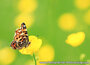 Butterfly postcards