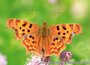 Butterfly postcards