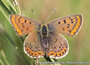 Butterfly postcards