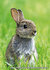 animal postcards set