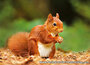 animal postcards set