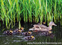 animal postcards set
