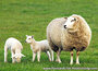 animal postcards set
