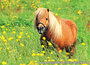 animal postcards set