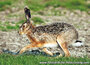 animal postcards set