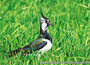 animal postcards set