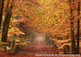 Nature postcards
