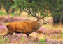 Nature postcards