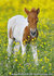 Animal postcards