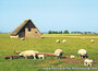 Texel postcards