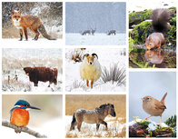 Cheap Christmas card set animals Cheap Christmas card set animals