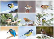 Cheap Christmas card set birds Cheap Christmas card set birds