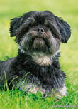 Dog postcards | boomer dog postcard Dog postcards | boomer dog postcard