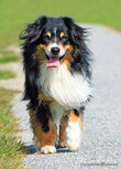 Dog postcards | Mini American Shepherd dog postcard Dog postcards | Mini American Shepherd dog postcard