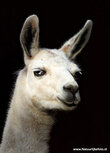 Zoo postcards | Llama postcard