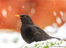 Songbird postcards | Common blackbird postcard